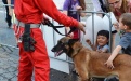 Hunde des Zivilschutzes lassen sich bereitwillig vom Publikum streicheln